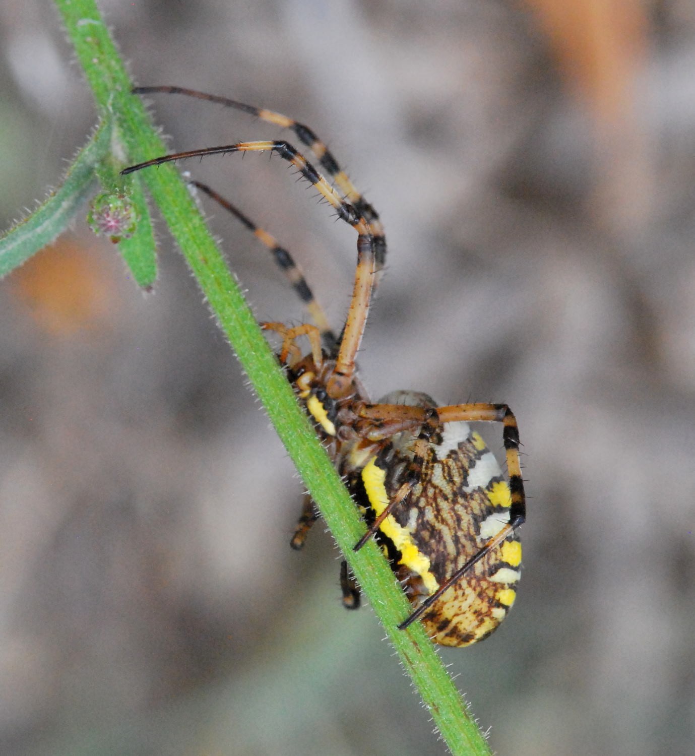 2021 d60 3 004 1 argiope