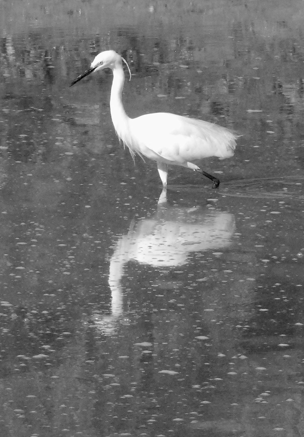 2021 d60 3 013 1 aigrette garzette