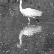 2021 d60 3 013 1 aigrette garzette