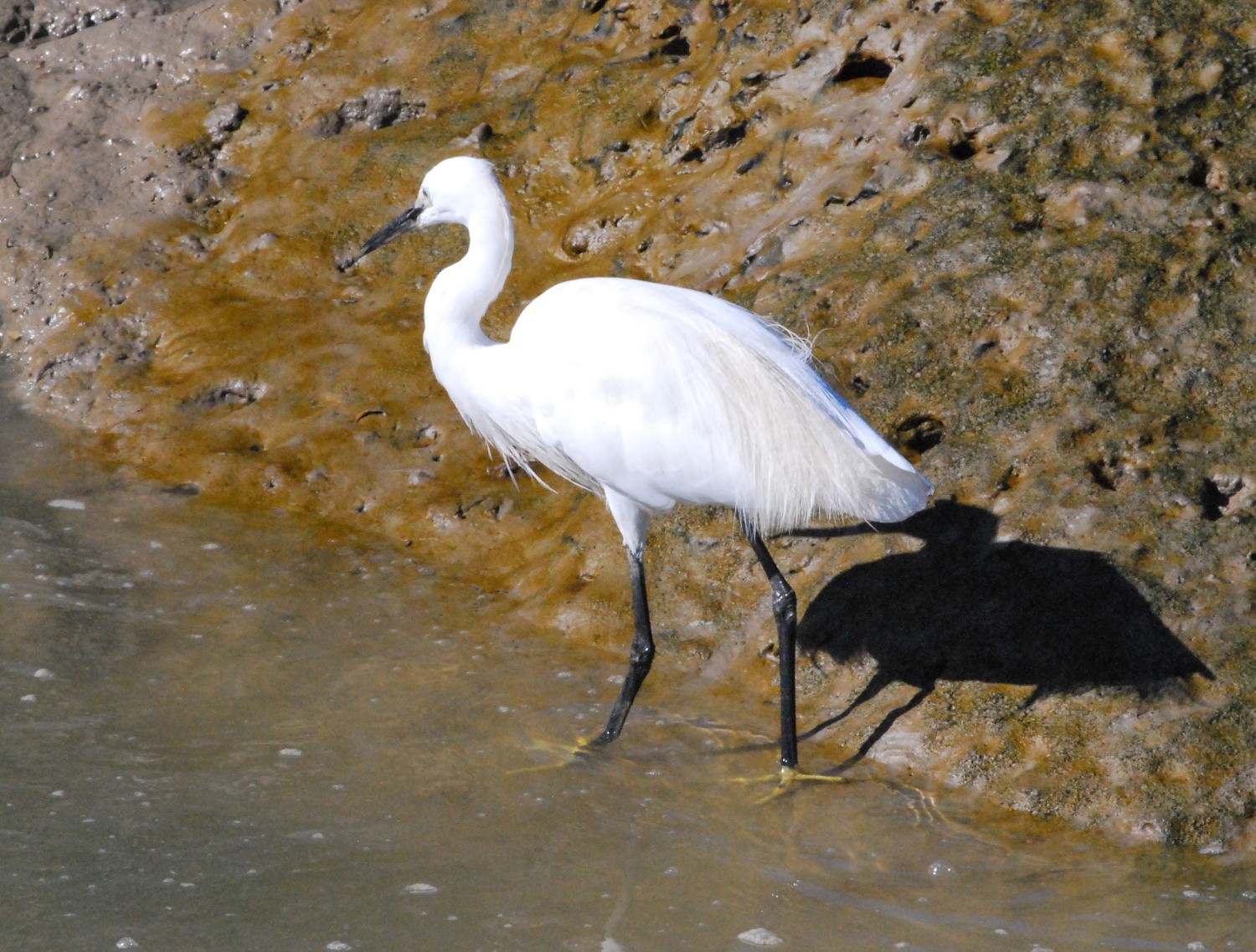 2021 d60 3 015 1 aigrette garzette