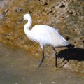 2021 d60 3 015 1 aigrette garzette