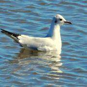 2021 d60 3 021 1 mouette rieuse