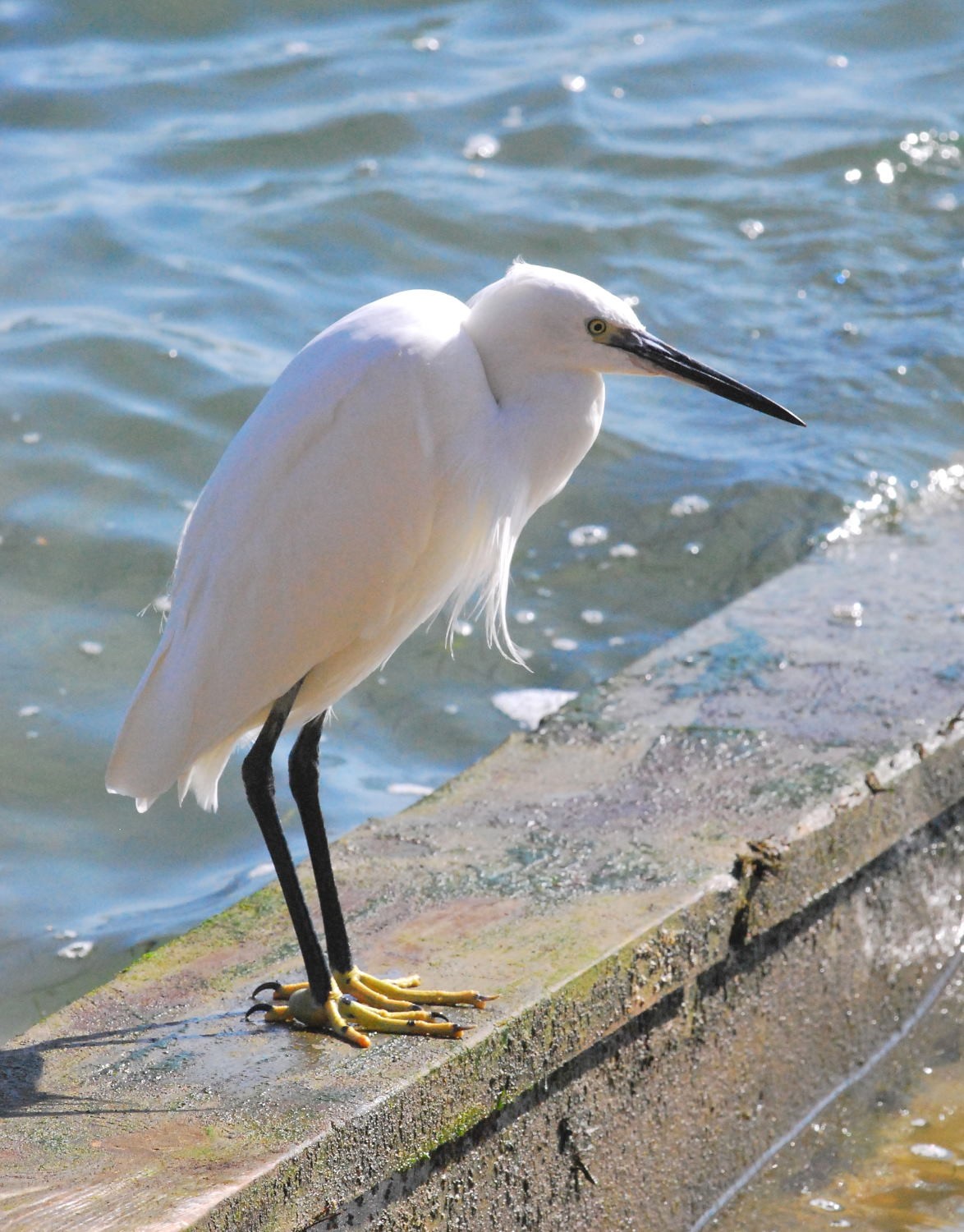 2021 d60 3 046 1 aigrette garzette