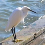 2021 d60 3 046 1 aigrette garzette