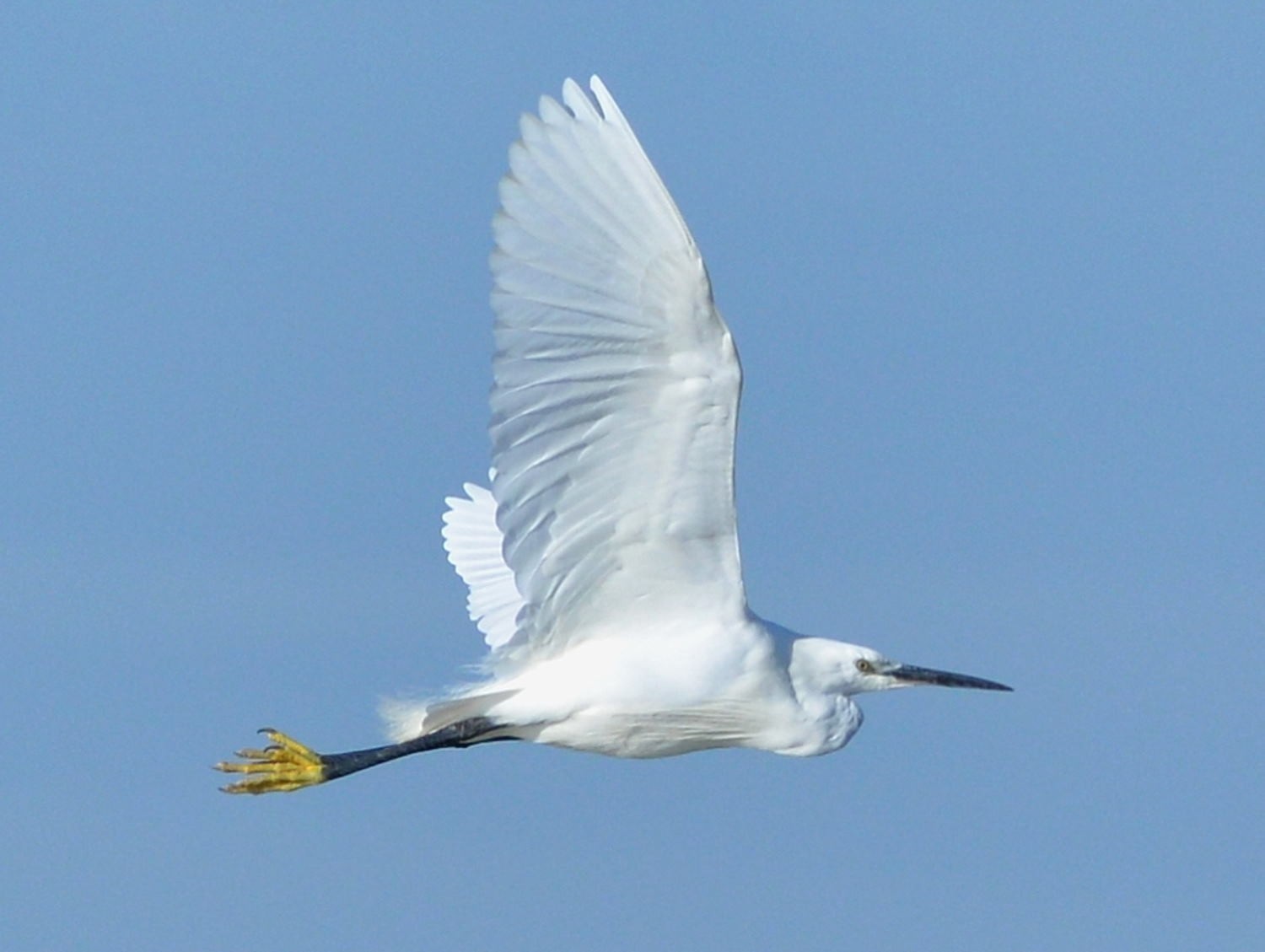 2021 d610 1 094 1 aigrette garzette