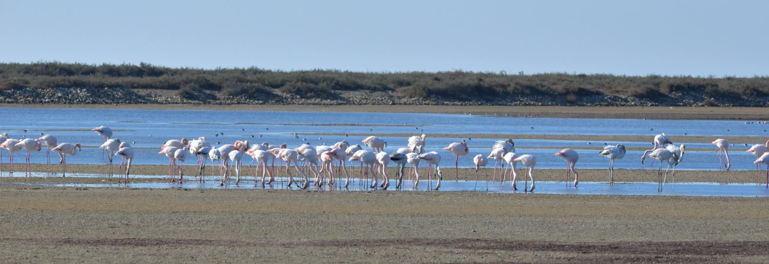 2021 d610 1 097 1 flamant rose