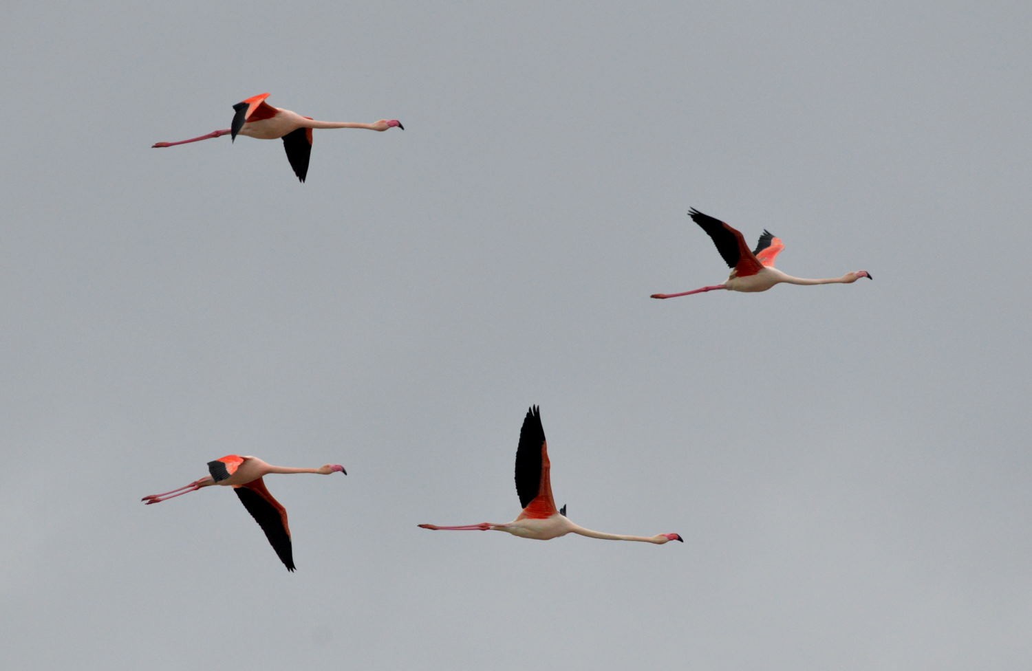 2021 d610 1 169 1 flamant rose