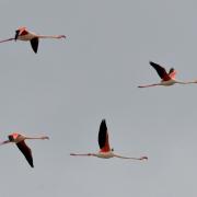 2021 d610 1 169 1 flamant rose