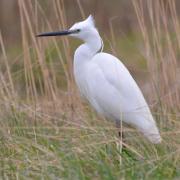 2021 d610 1 188 1 aigrette garzette