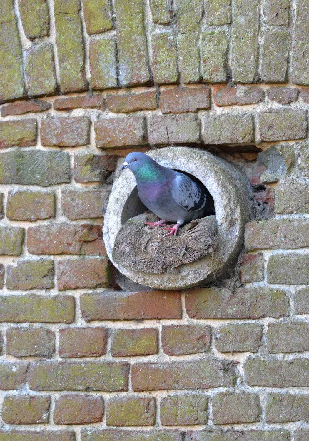 2021 d610 2 012 1 pigeon