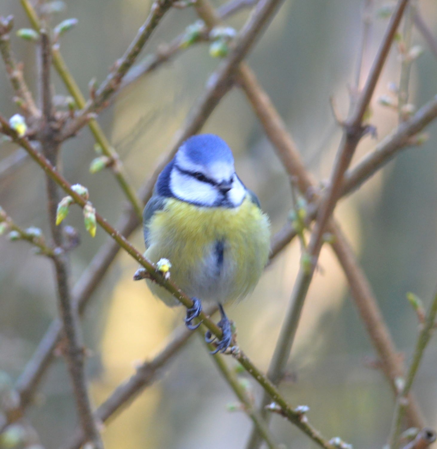 2021 d610 2 014 1 mésange bleue