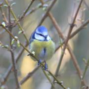 2021 d610 2 014 1 mésange bleue