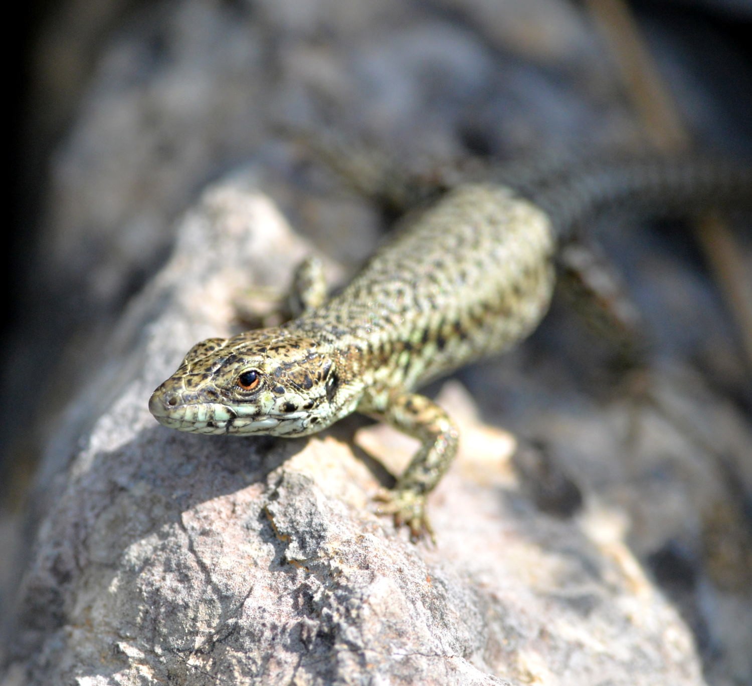 2021 d610 2 060 1 lézard des murailles
