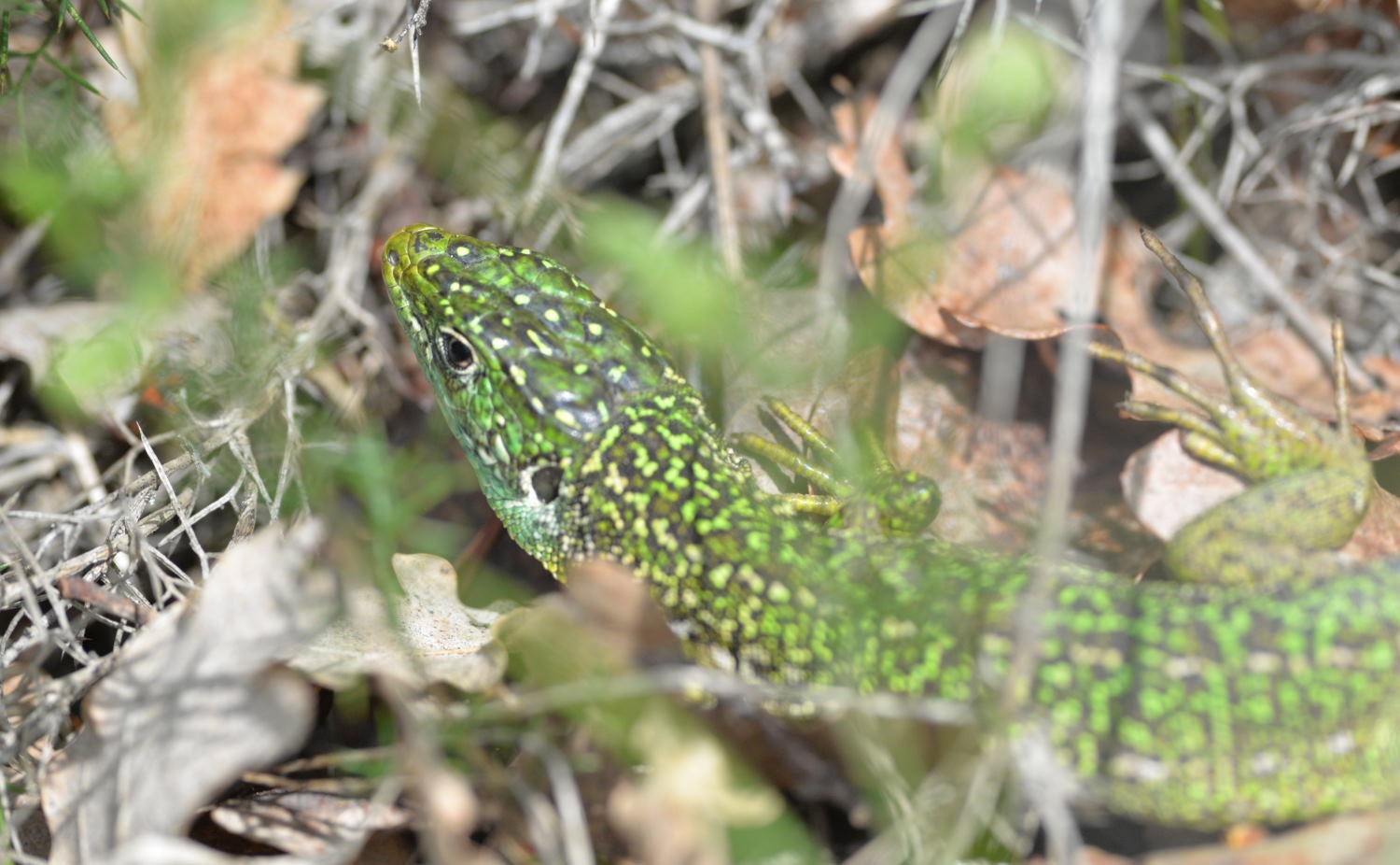2021 d610 2 063 1 lézard vert