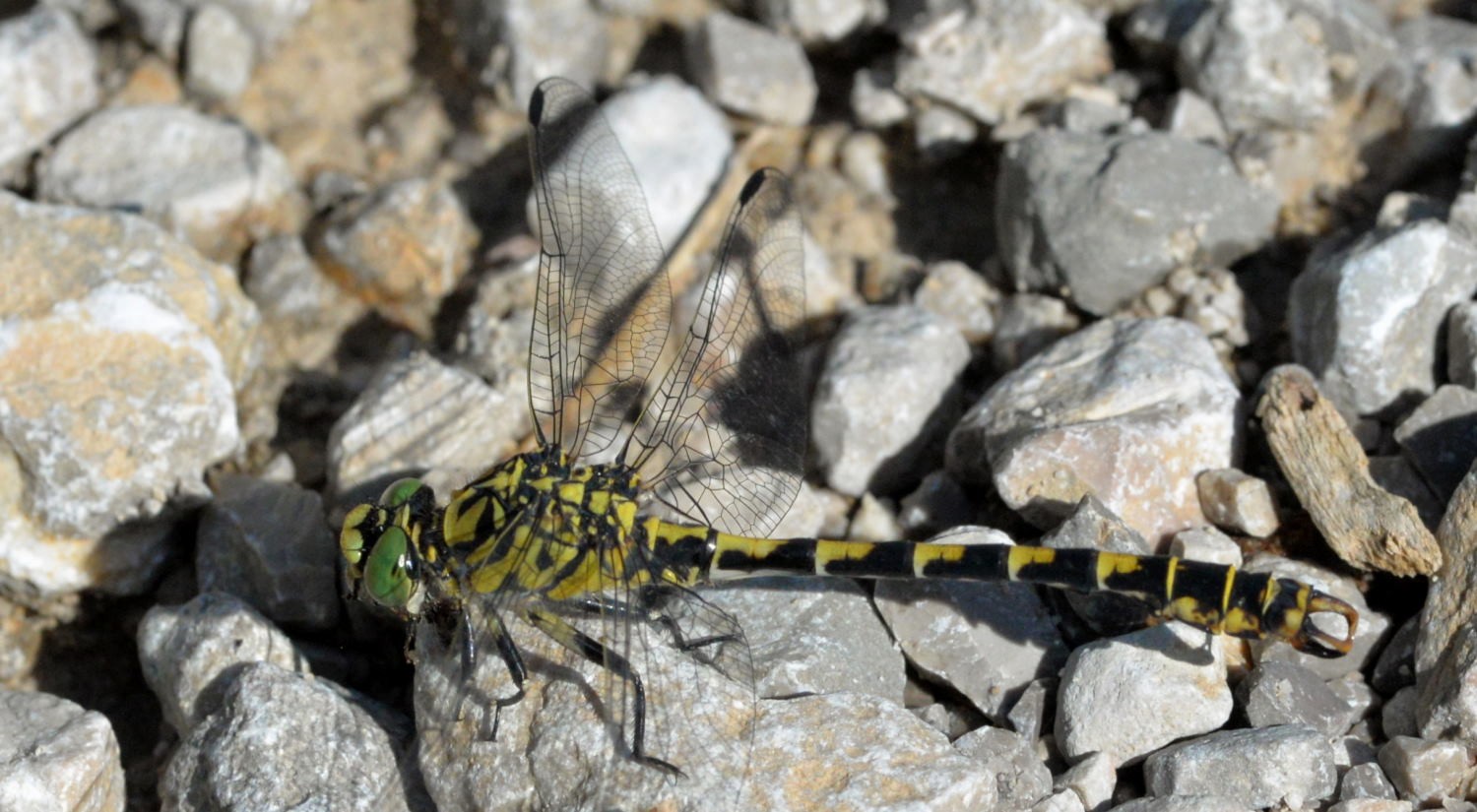 2021 d610 3 181 1 odonate libellule