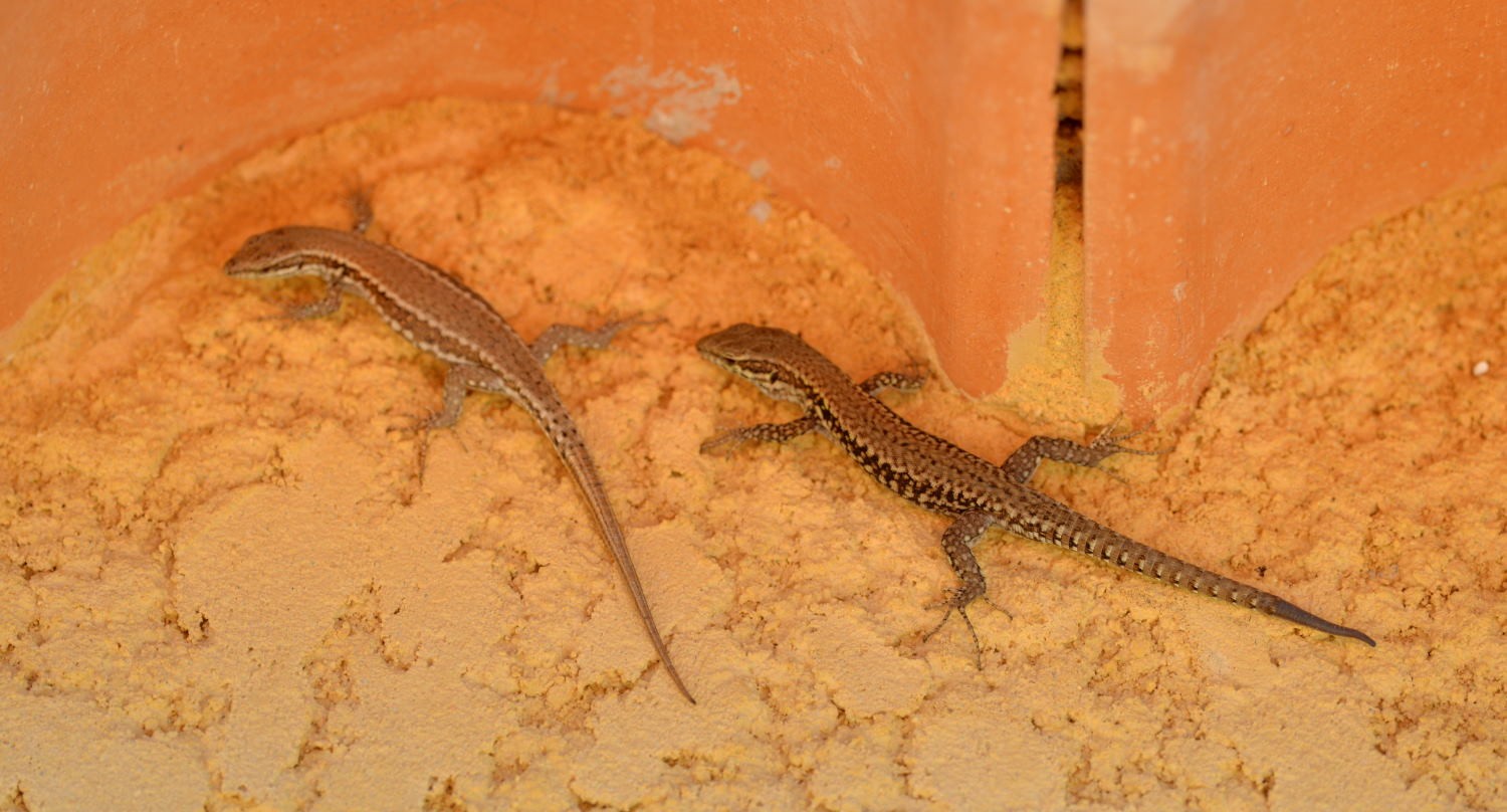 2021 d610 3 193 1 lezard des murailles  