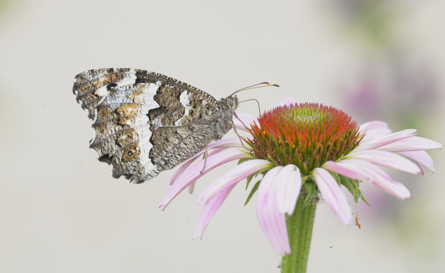 2021 d610 4 002 1 silène 