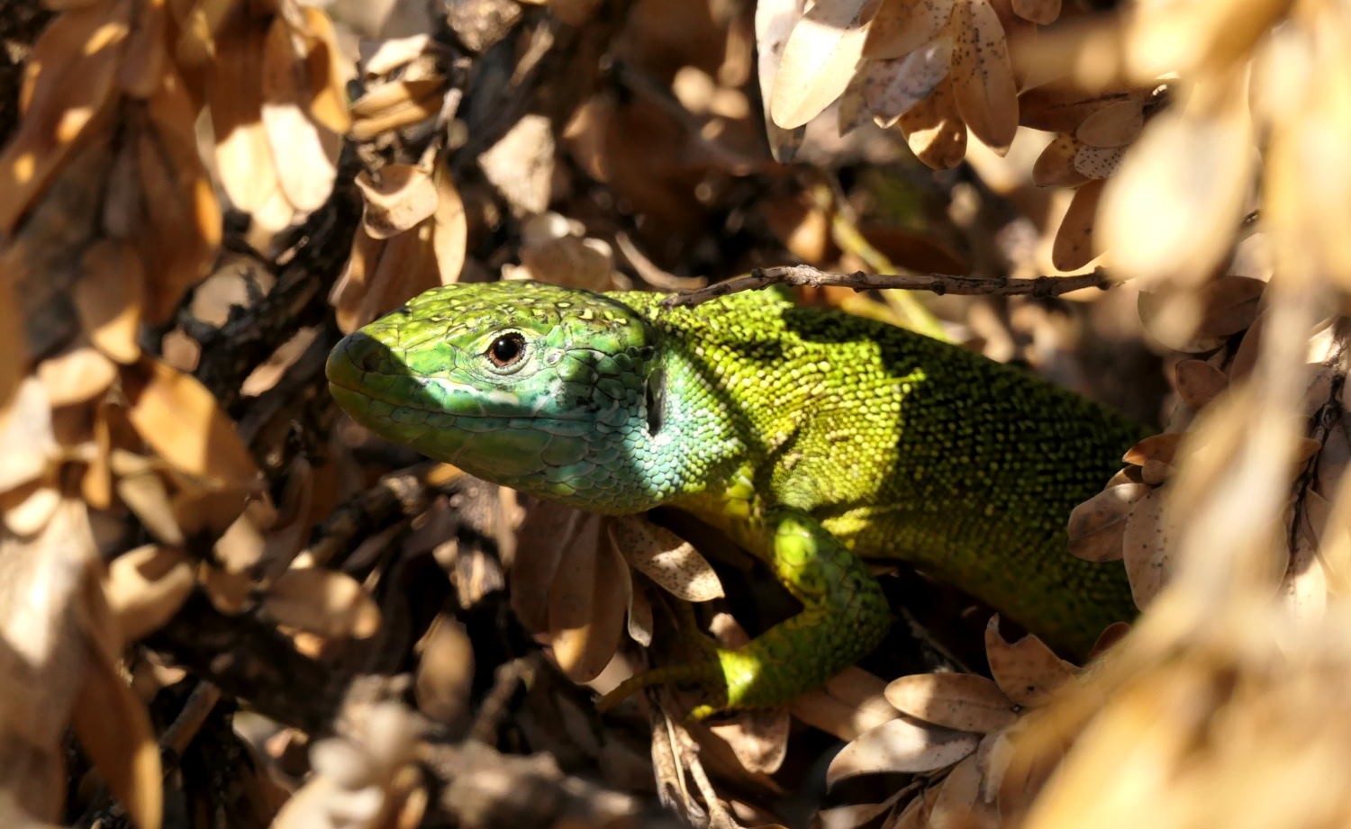 2022 vlux 2 035 1 lézard vert 2