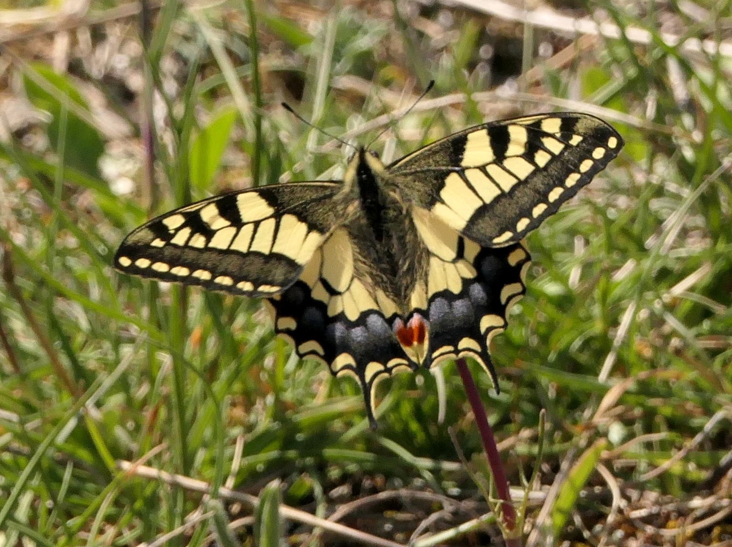 2022 vlux 2 037 1 machaon