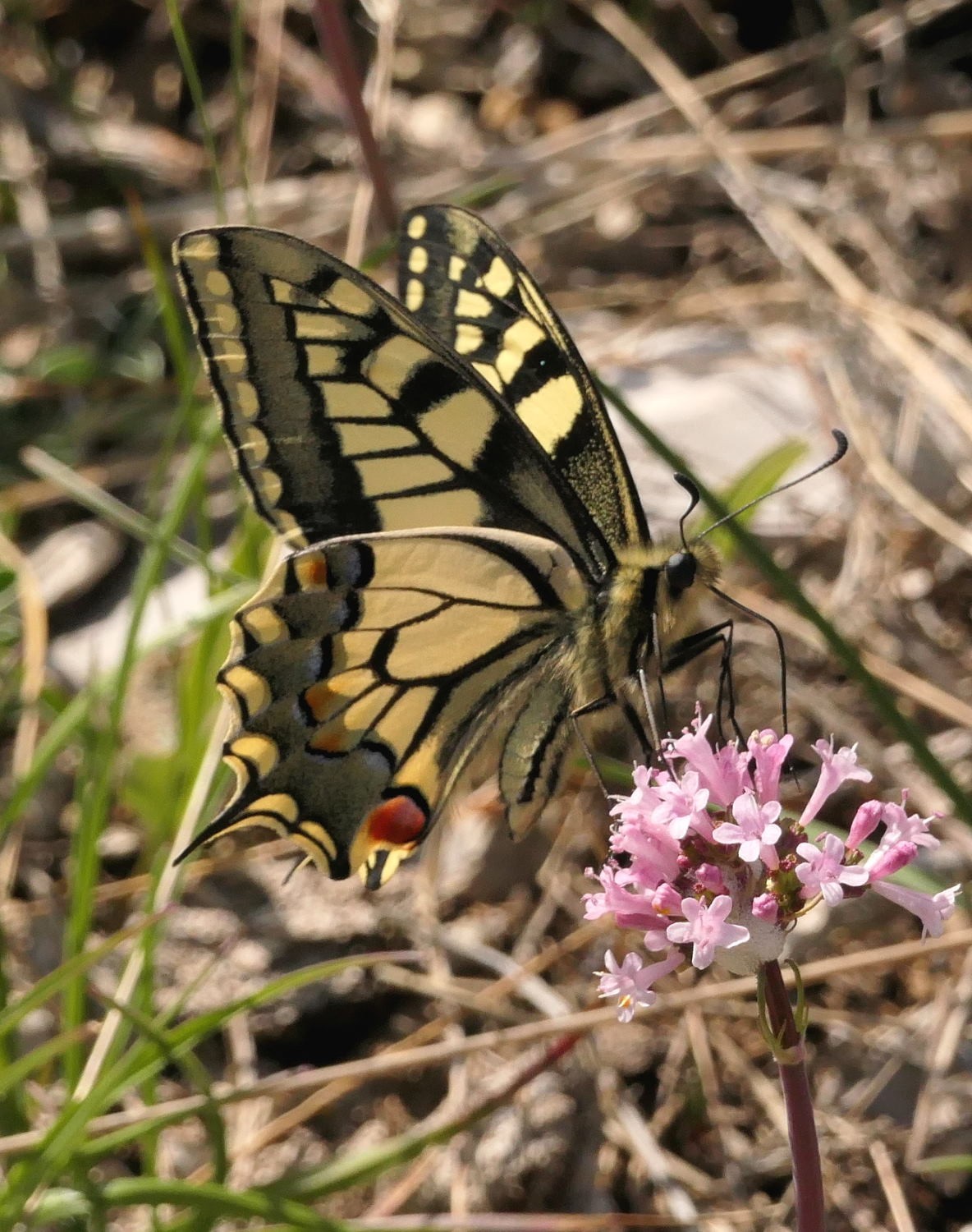2022 vlux 2 039 1 machaon