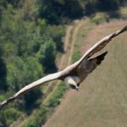 2022 vlux 3 095 1 vautour fauve  