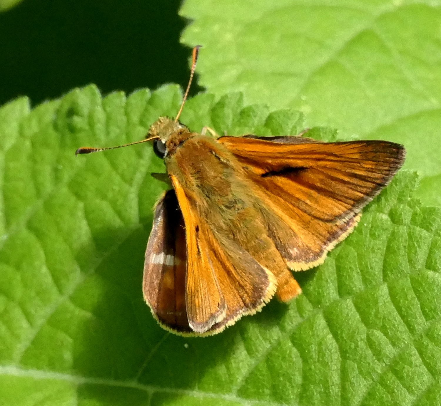 2022 vlux 4 029 1 hespérie de la houque