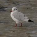 2022 vlux 4 095 1 mouette rieuse 2 