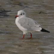 2022 vlux 4 095 1 mouette rieuse 2 