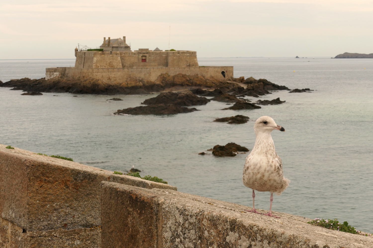 2022 vlux 4 330 1 Saint-Malo Fort National