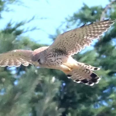 Oiseaux