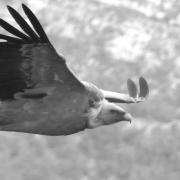 2022 vlux 5 047 1 vautour fauve