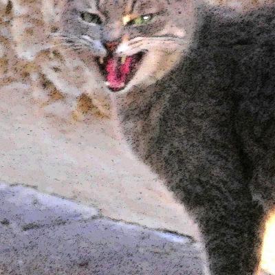 Chats