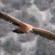 2023 vlux 2 016 1 vautour fauve 2