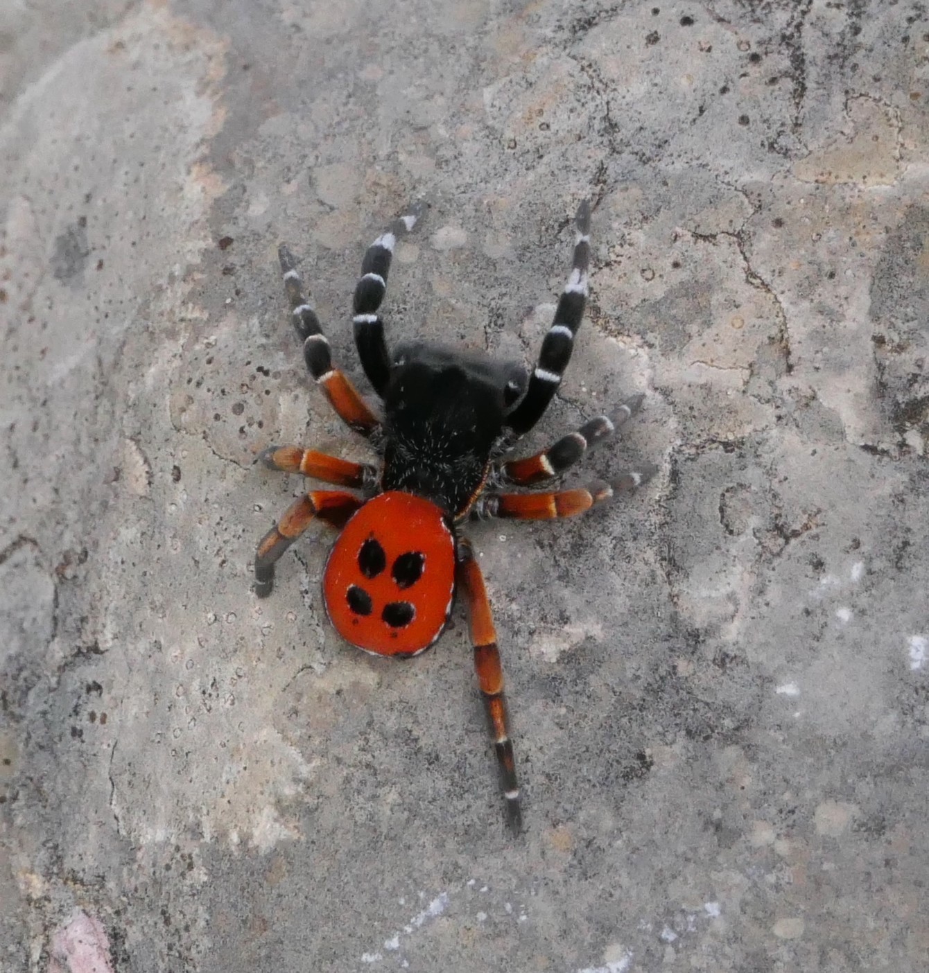 2023 vlux 2 105 1 érèse coccinelle 01