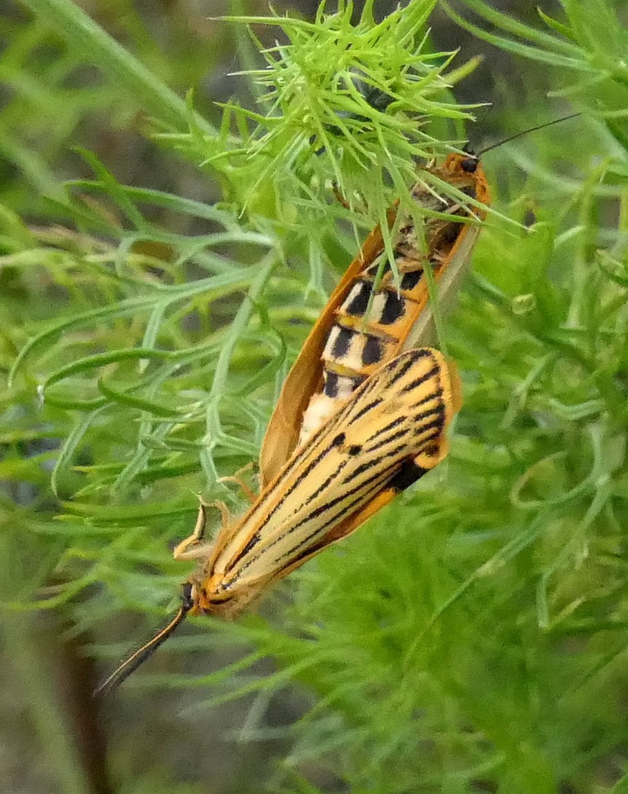 2023 vlux 2 147 1 écaille striée 01