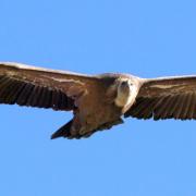 2023 vlux 3 146 1 vautour fauve