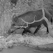 2024 secacam 1 014 1 Sanglier 01