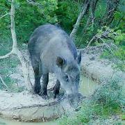 2024 secacam 1 020 1 Sanglier 01
