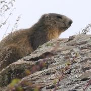 2024 vlux 1 096 1 Marmotte 01