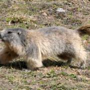 2024 vlux 1 124 1 Marmotte 01