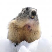 2024 vlux 1 147 1 Marmotte 01
