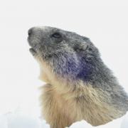 2024 vlux 1 148 1 Marmotte 01