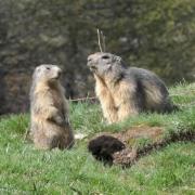 2024 vlux 1 155 1 Marmotte 01