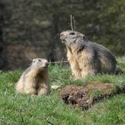 2024 vlux 1 156 1 Marmotte 01