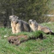2024 vlux 1 158 1 Marmotte 01