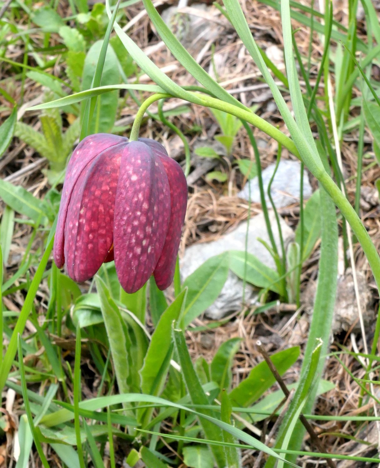 2024 vlux 1 166 1 Fritillaire 01