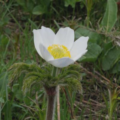 Insectes et fleurs