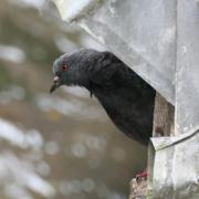 2024 vlux 2 228 1 oiseau pigeon 01