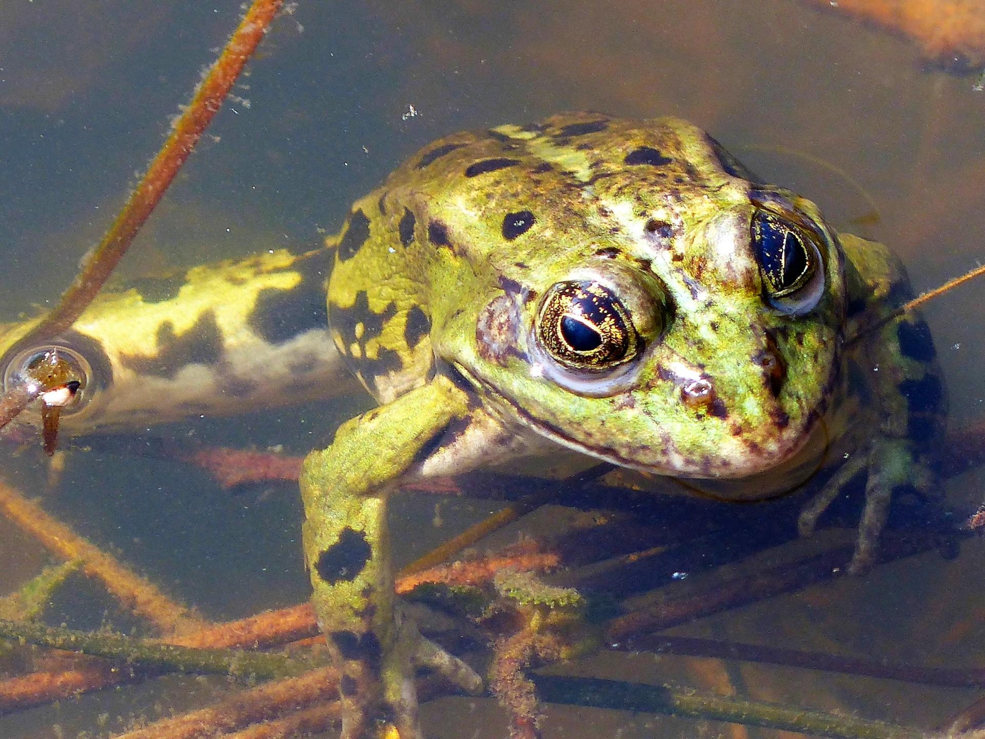 Charly grenouille P1040020 Wasserfrosch (2)