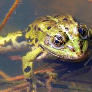 Charly grenouille P1040020 Wasserfrosch (2)